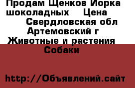 Продам Щенков Йорка (шоколадных) › Цена ­ 12 000 - Свердловская обл., Артемовский г. Животные и растения » Собаки   